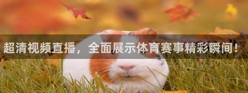 蓝鲸直播男：超清视频直播，全面展示体育赛事精彩瞬间！